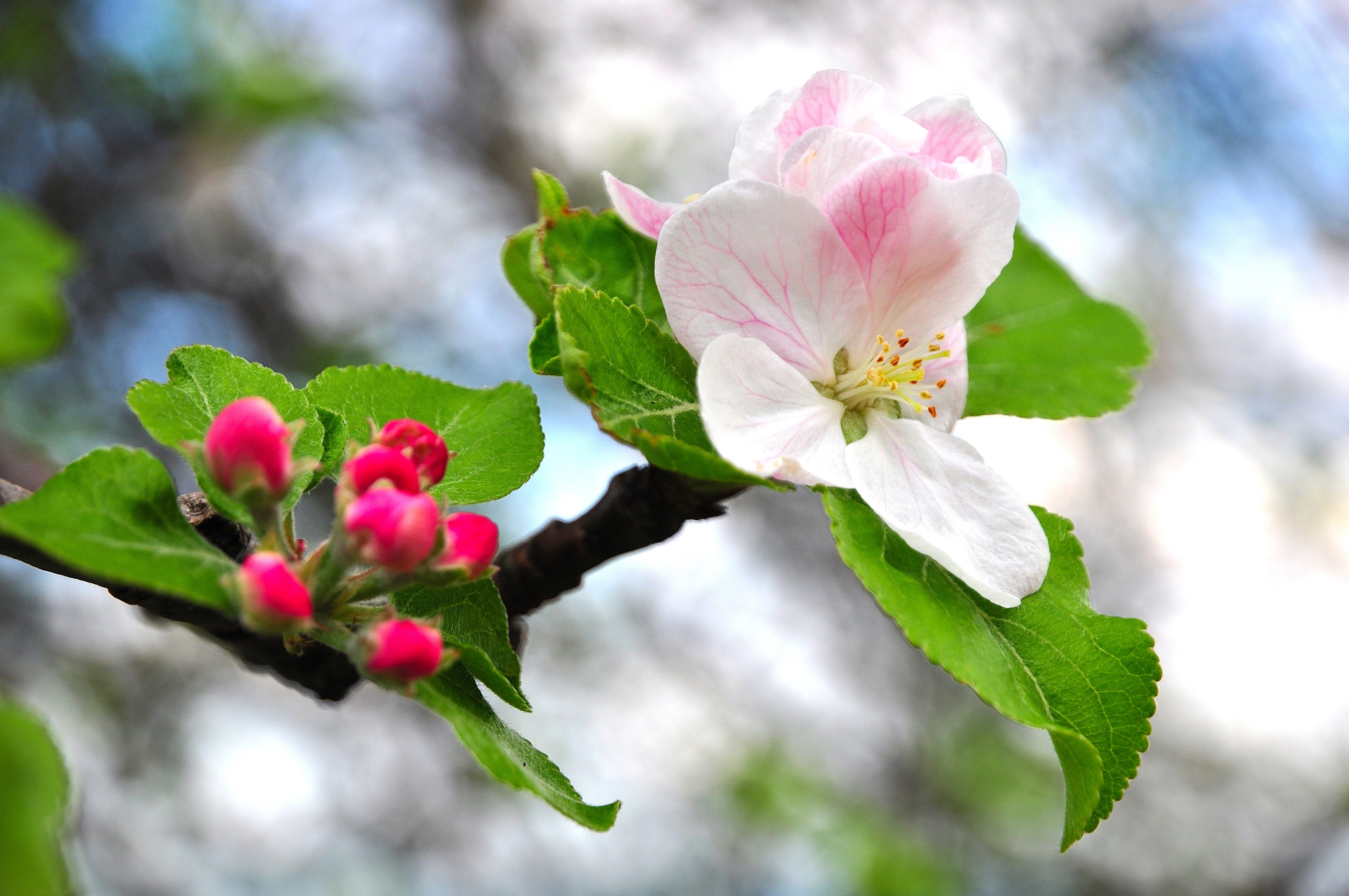 Schwäbische Obstarche - Bissingen Ochsenwanger Steige Luike Parzelle Weissinger Blüte